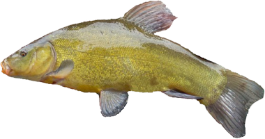 05tench-372756_960_720.png