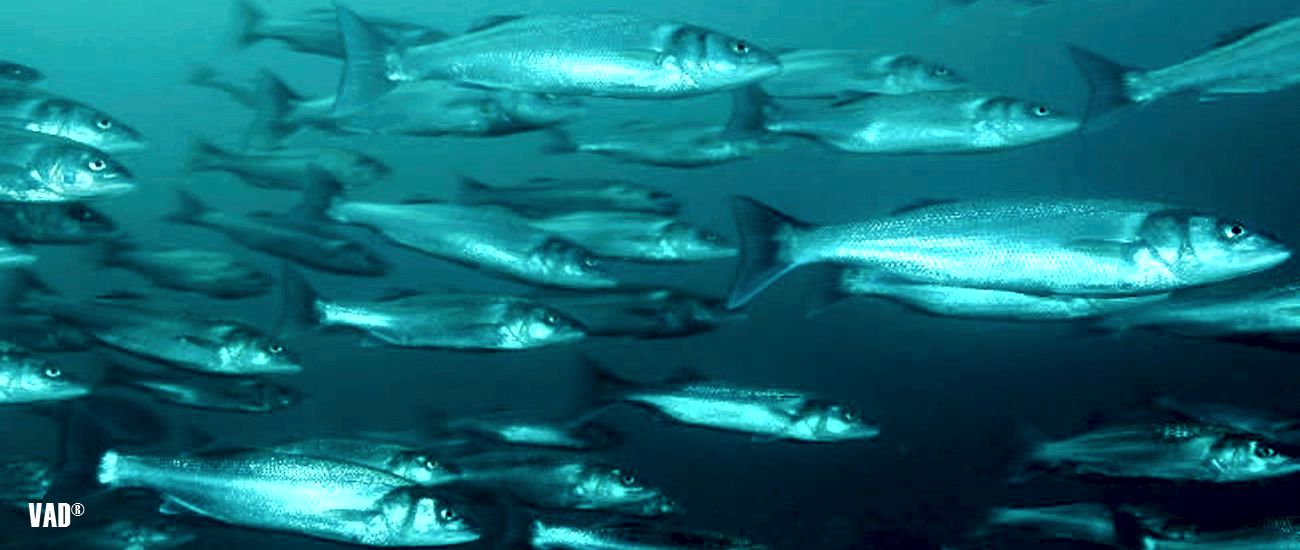 La prioridad del Centro Acucola VAD es el aumento del bienestar de los peces y respeto al medioambiente.